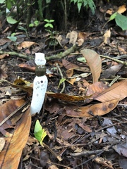 Staheliomyces cinctus