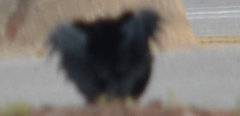Quiscalus mexicanus