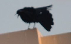Quiscalus mexicanus