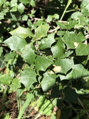 Alchornea ilicifolia