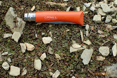 Hydrocotyle dissecta