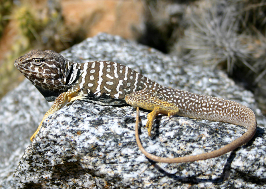 Baja California Collared Lizard in May 2016 by Flaxington · iNaturalist