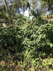 Alchornea ilicifolia