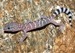 Coleonyx switaki