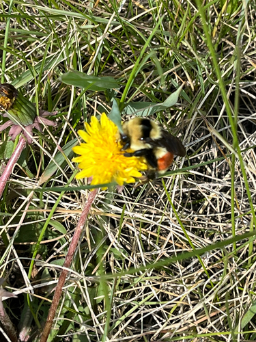 Hunt's Bumble Bee