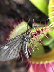 Sangalopsis microleuca