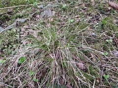 Carex elongata