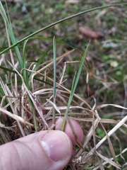 Carex elongata