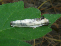 Antaeotricha