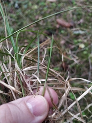 Carex elongata