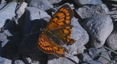 Lycaena salustius