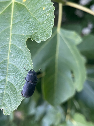 Lesser Stag Beetle