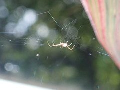 Latrodectus