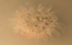 Paracondylactis sinensis image