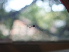 Latrodectus