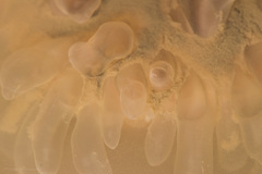 Paracondylactis sinensis image