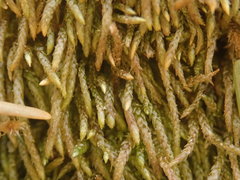 Scleropodium cespitans