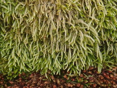 Scleropodium cespitans