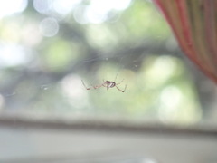 Latrodectus