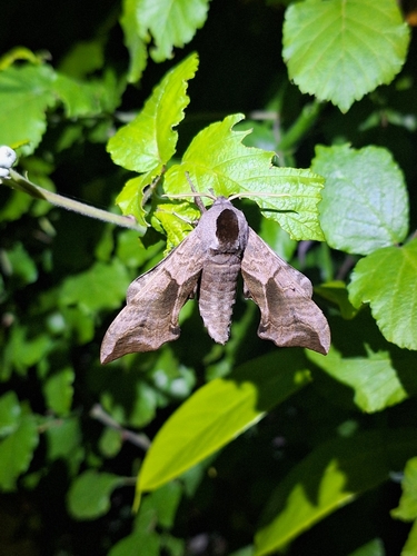Eyed Hawkmoth