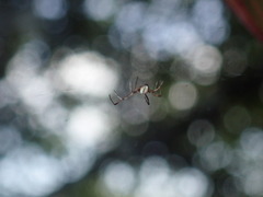 Latrodectus