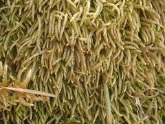 Scleropodium cespitans