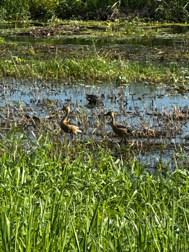 iNaturalist image