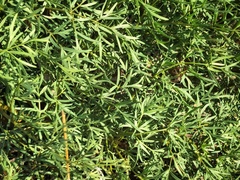 Lomatium dissectum