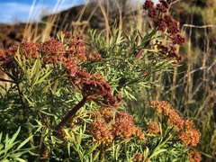Lomatium dissectum