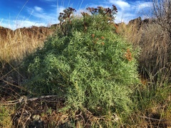 Lomatium dissectum