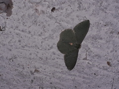 Nemoria lixaria
