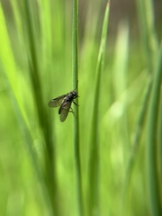 Tabanomorpha