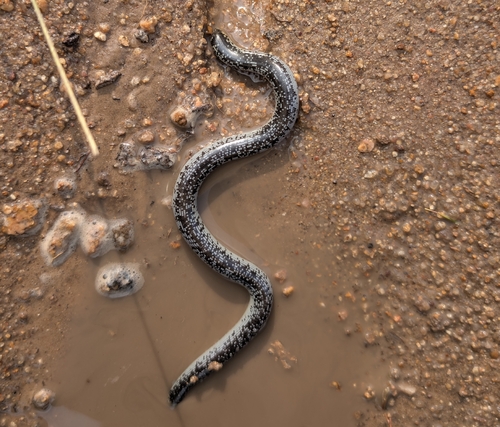 Schlegel’s Beaked blind snake