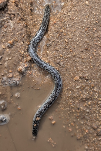 Schlegel’s Beaked blind snake
