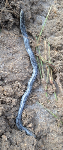 Schlegel’s Beaked blind snake