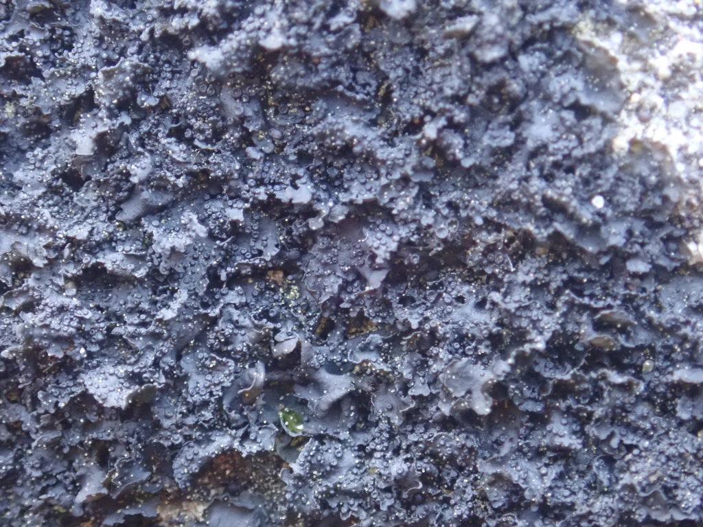 Blennothallia fecunda