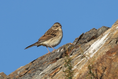Escribano enmascarado (Emberiza spodocephala)