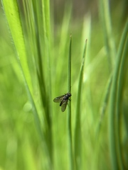 Tabanomorpha