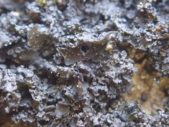 Blennothallia fecunda