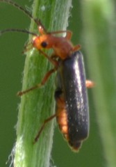 Podabrus pruinosus