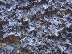 Blennothallia fecunda