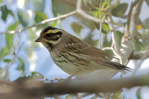 Yellow-browed Bunting (Emberiza chrysophrys), photo 6