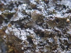 Blennothallia fecunda