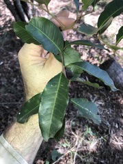 Cupaniopsis parvifolia