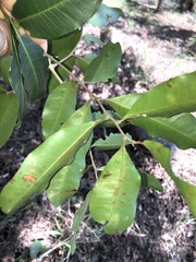 Cupaniopsis parvifolia