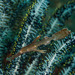 Solenostomus cyanopterus - Photo (c) Dan Vaughan, μερικά δικαιώματα διατηρούνται (CC BY-NC-ND), uploaded by Dan Vaughan