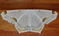 Sericoptera