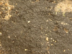 Hydropunctaria maura