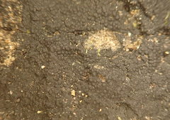 Hydropunctaria maura