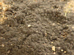 Hydropunctaria maura